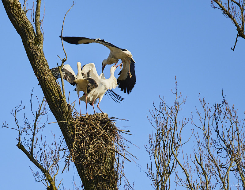 © All Rights Reserved - 2025-03-07 14:07:22 f/4.5 1/1000sec ISO-160 181mm - Strasbourg - Parc de l'Orangerie