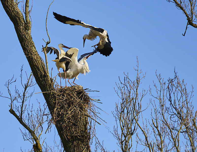 © All Rights Reserved - 2025-03-07 14:07:22 f/4.5 1/1000sec ISO-160 181mm - Strasbourg - Parc de l'Orangerie