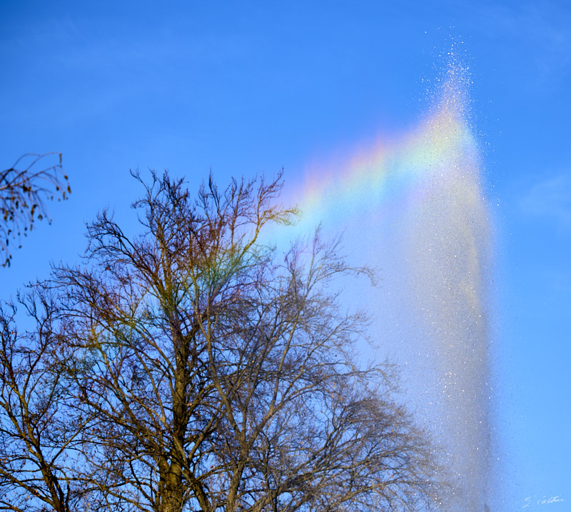 © All Rights Reserved - 2025-03-07 14:32:36 f/4 1/640sec ISO-50 112mm - Strasbourg - Parc de l'Orangerie