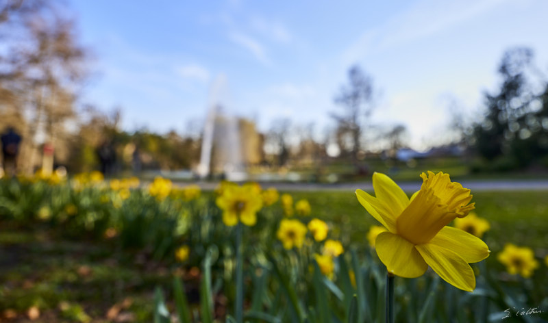 © All Rights Reserved - 2025-03-07 14:25:57 f/4 1/250sec ISO-50 18mm - Strasbourg - Parc de l'Orangerie