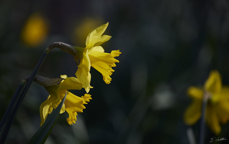 © All Rights Reserved - 2025-03-07 14:19:51 f/4 1/160sec ISO-50 200mm - Strasbourg - Parc de l'Orangerie