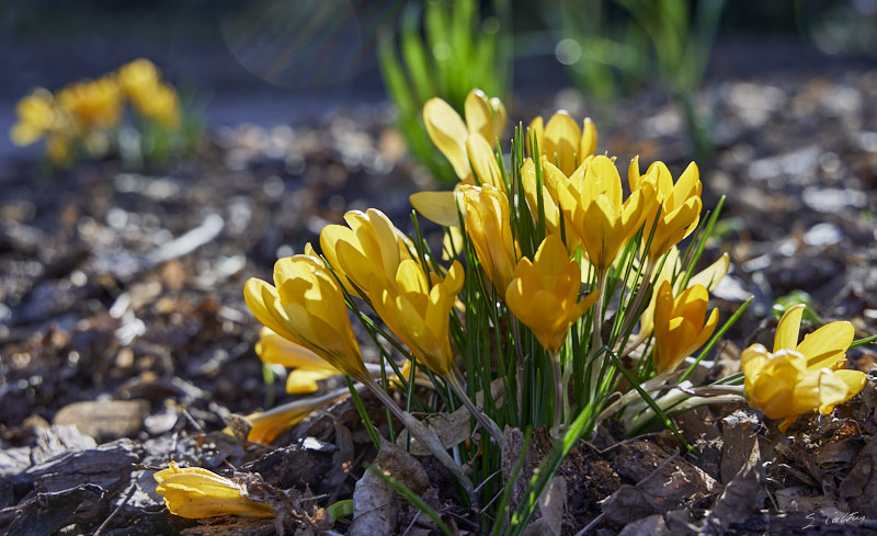 © All Rights Reserved - 2025-03-07 13:54:24 f/5.6 1/160sec ISO-100 56mm - Strasbourg - Parc de l'Orangerie