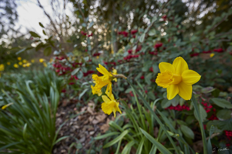 © All Rights Reserved - 2025-03-07 14:51:24 f/4 1/40sec ISO-50 14mm - Strasbourg - Parc de l'Orangerie