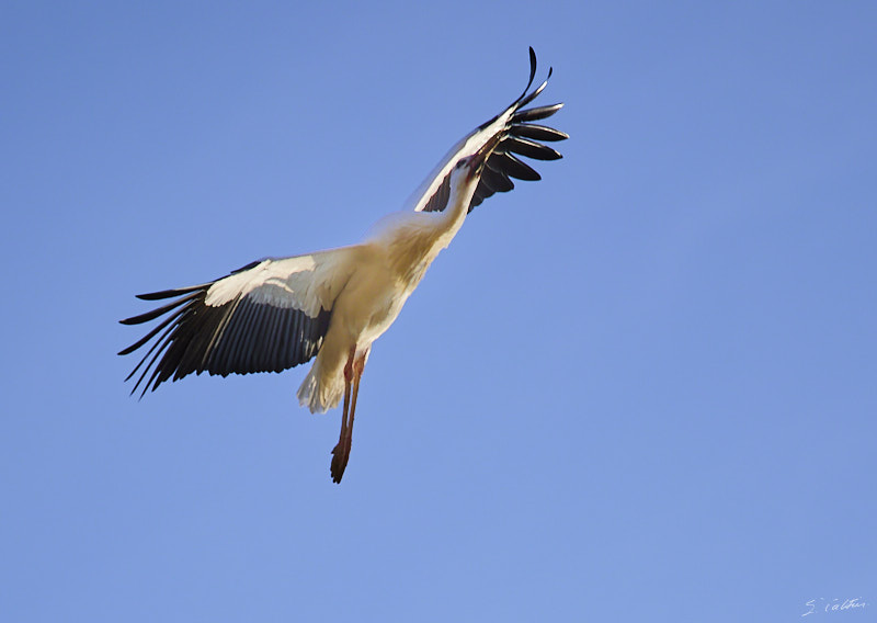 © All Rights Reserved - 2025-03-07 14:07:14 f/4 1/1000sec ISO-100 200mm - Strasbourg - Parc de l'Orangerie