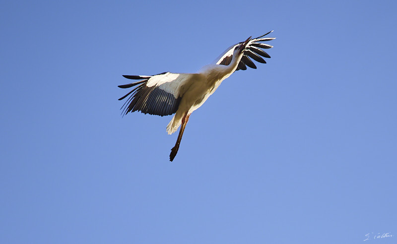 © All Rights Reserved - 2025-03-07 14:07:14 f/4 1/1000sec ISO-100 200mm - Strasbourg - Parc de l'Orangerie