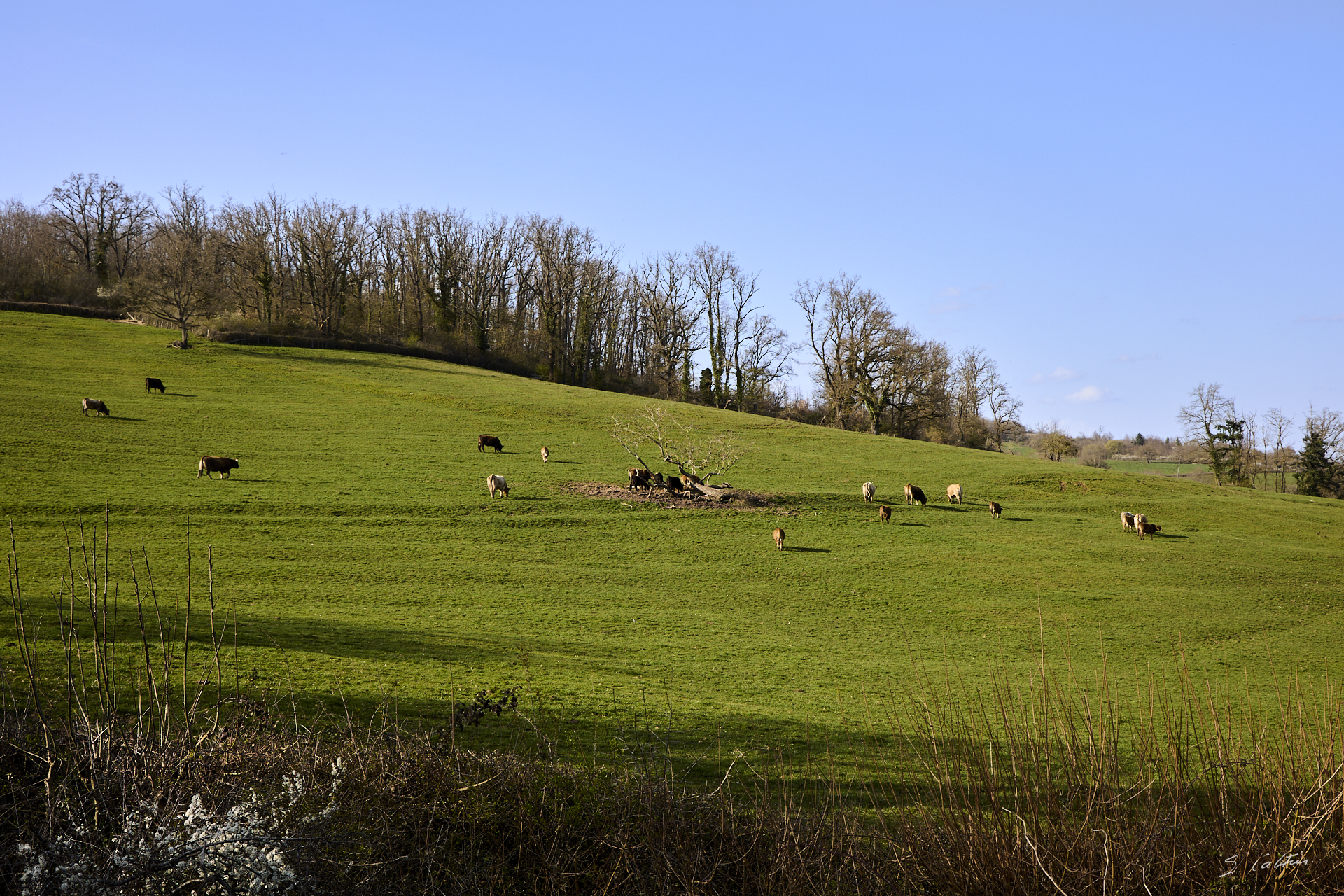 © All Rights Reserved - 2026-03-08 13:52:14 - f/8 1/125sec ISO-100 43mm - France - Bourgogne - Saône-et-Loire - Le salon des vaches