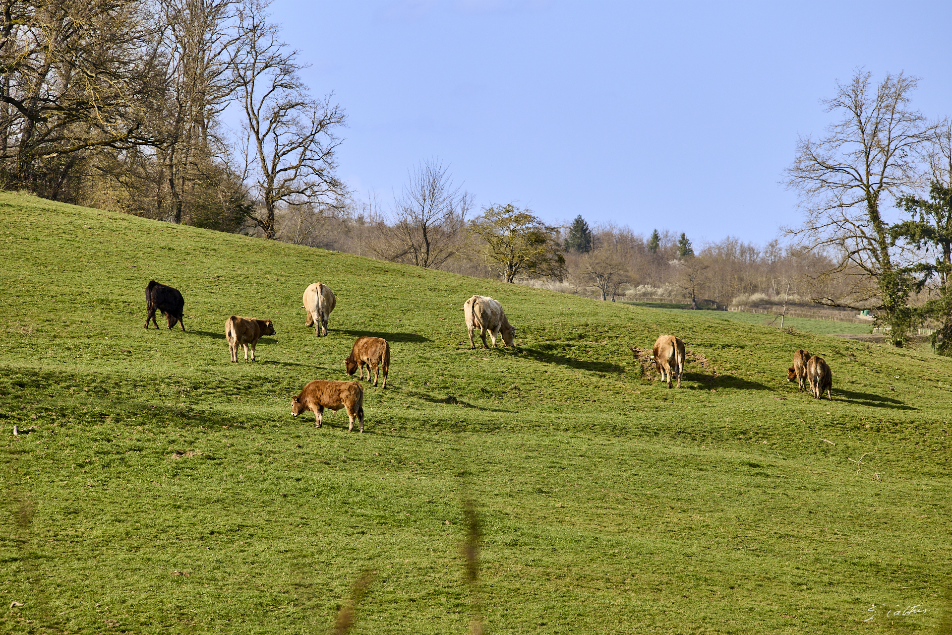 © All Rights Reserved - 2026-03-08 13:56:46 - f/8 1/160sec ISO-100 200mm - France - Bourgogne - Saône-et-Loire - Le salon des vaches