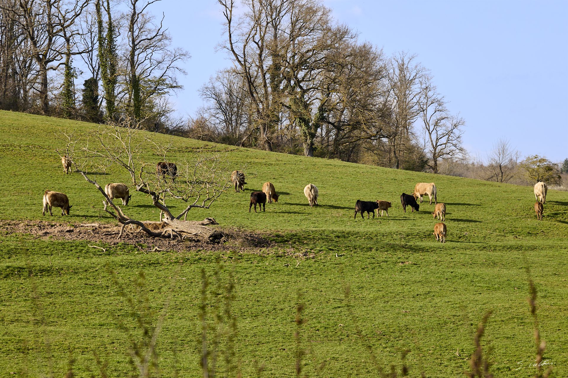 © All Rights Reserved - 2026-03-08 13:57:51 - f/8 1/125sec ISO-100 135mm - France - Bourgogne - Saône-et-Loire - Le salon des vaches