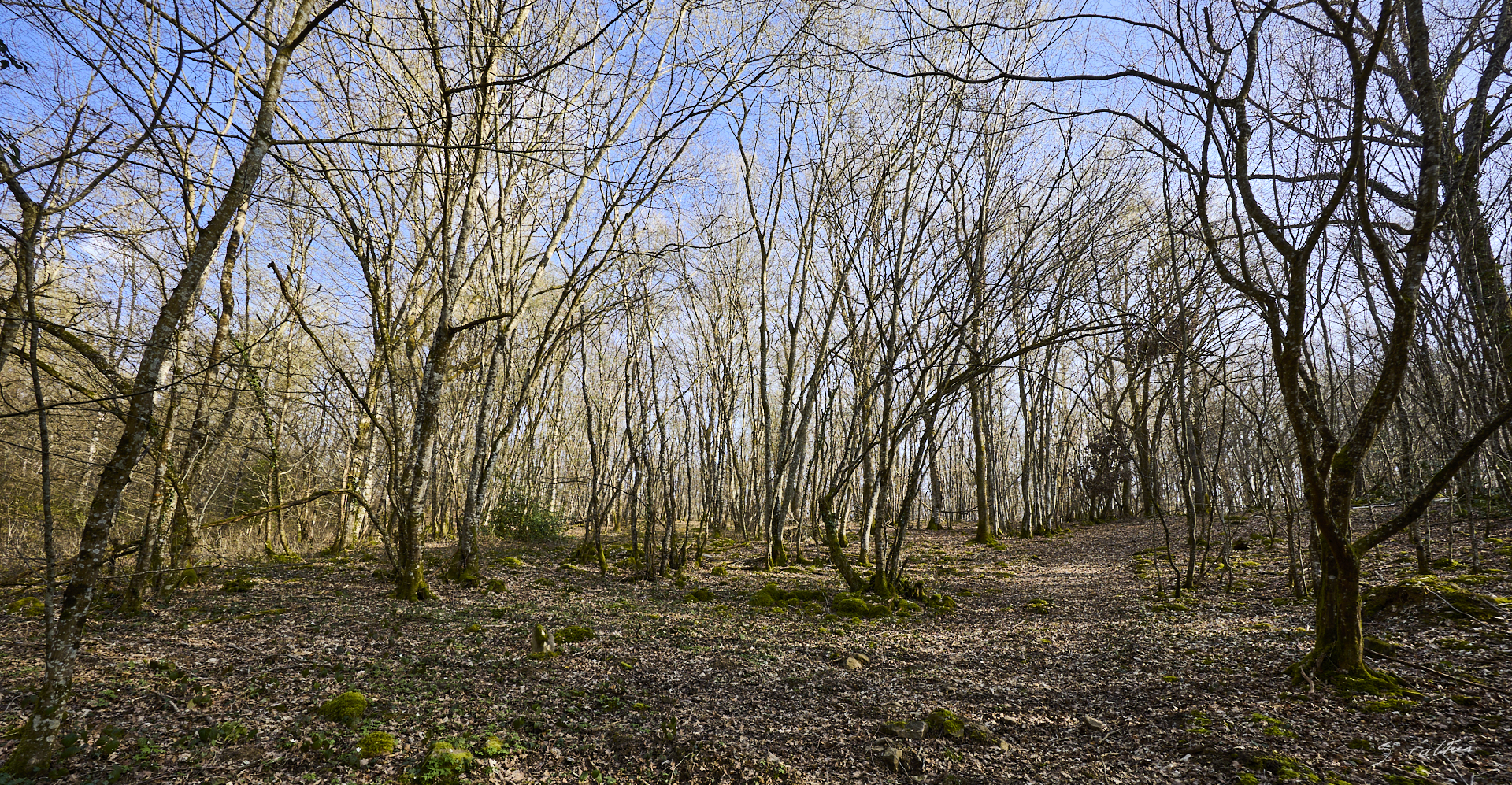© All Rights Reserved - 2026-03-08 14:21:52 - f/8 1/30sec ISO-100 14mm - France - Bourgogne - Saône-et-Loire - Le désordre visuel de la forêt