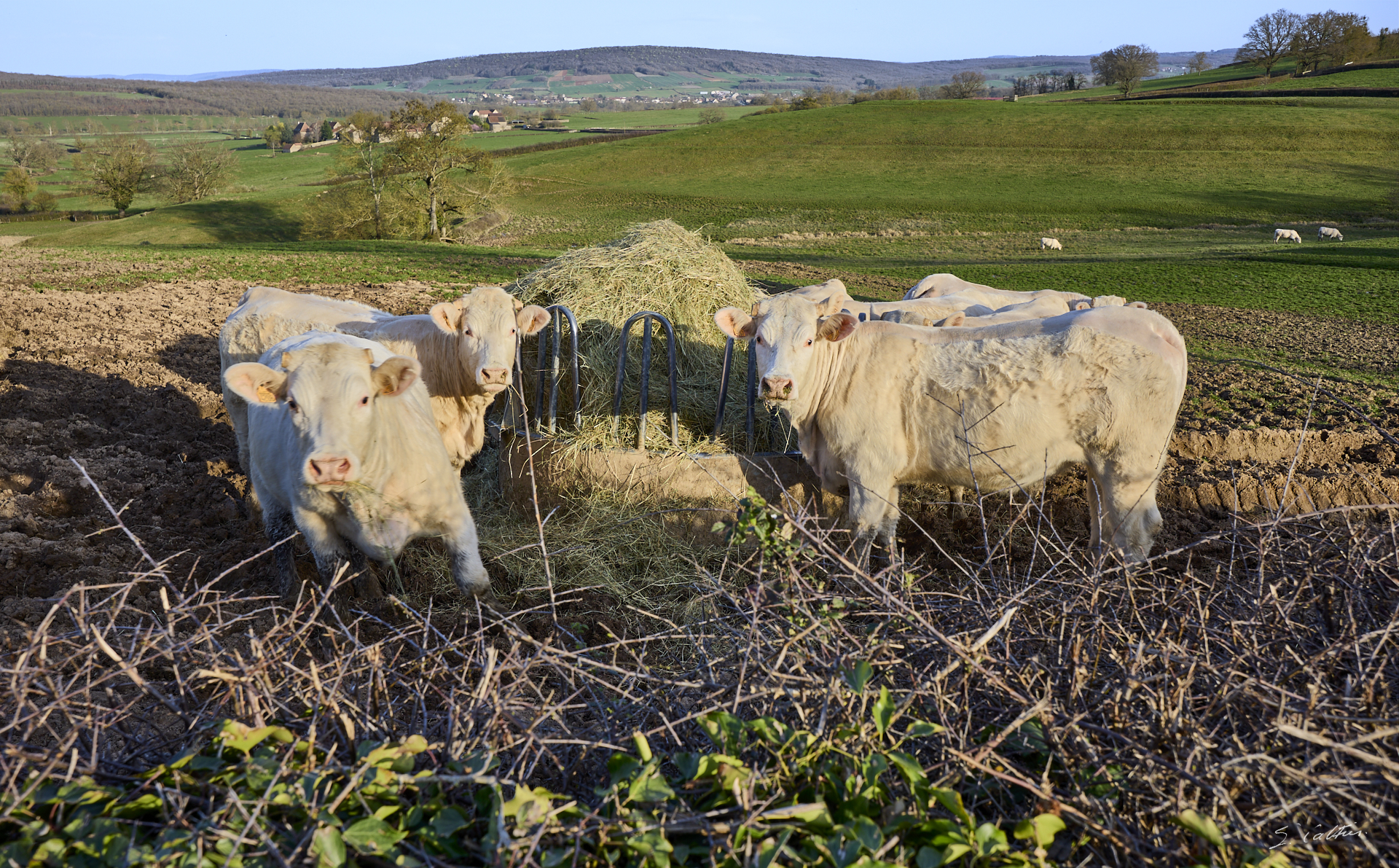 © All Rights Reserved - 2026-03-08 15:12:42 - f/8 1/100sec ISO-100 27mm - France - Bourgogne - Saône-et-Loire - Dialogue bovin