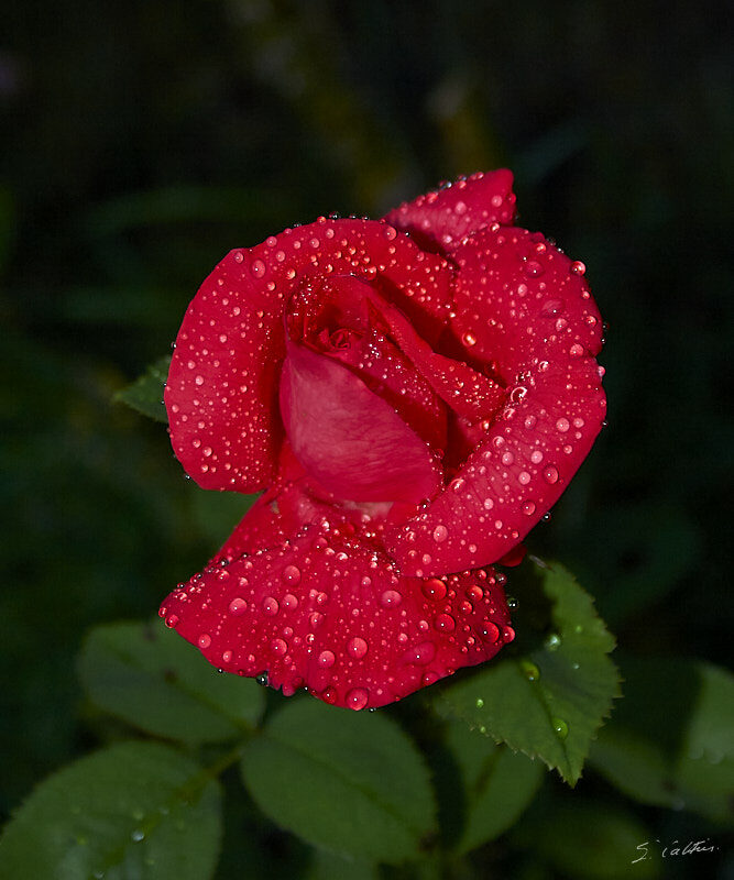 © All Rights Reserved - 2010-07-07 21:45:02 - f/5.6 1/60sec ISO-400 55mm - France, Alsace, Strasbourg