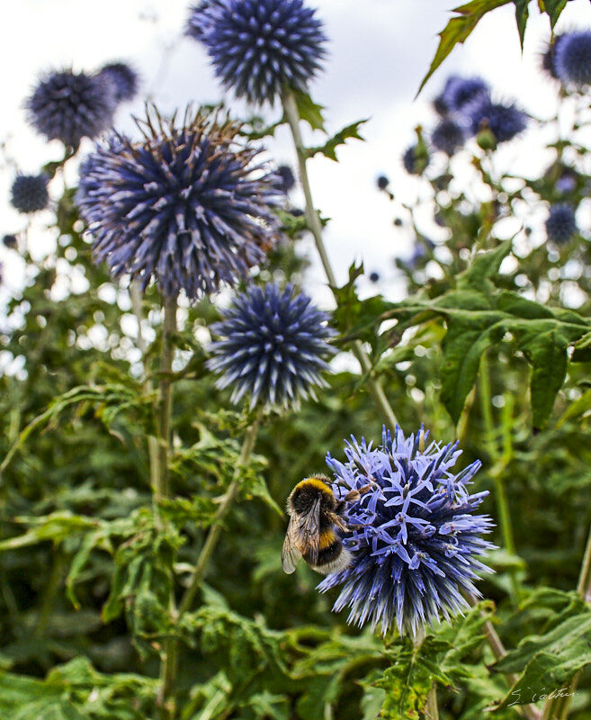 © All Rights Reserved - 2010-07-24 17:08:47 - f/7.1 1/320sec ISO-200 18mm - France, Alsace, Strasbourg