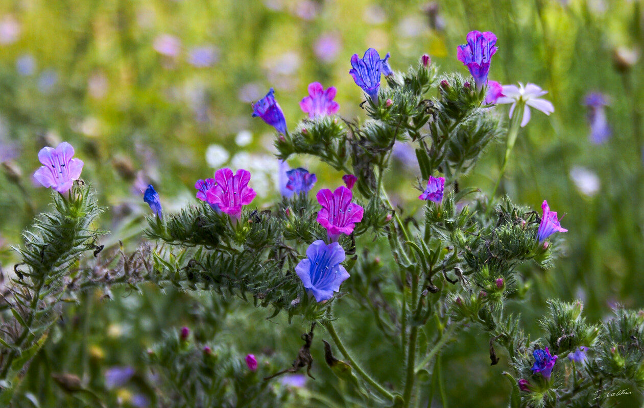 © All Rights Reserved - 2010-07-24 18:50:17 - f/5.6 1/500sec ISO-400 55mm - France, Alsace, Strasbourg