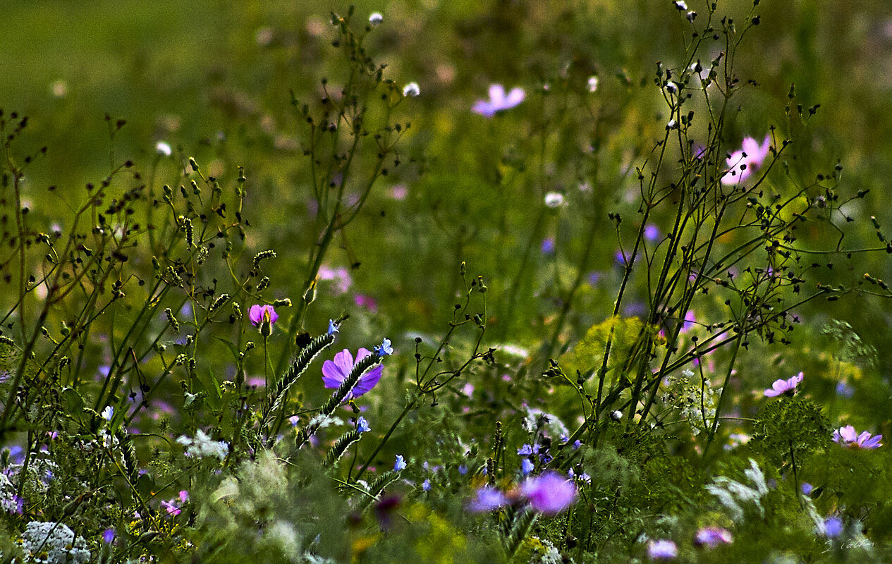 © All Rights Reserved - 2010-07-24 19:06:14 - f/5.6 1/4000sec ISO-1600 300mm - France, Alsace, Strasbourg