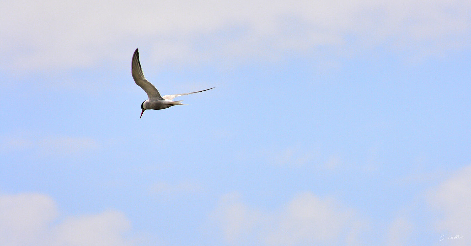 © All Rights Reserved - 2011-07-26 13:53:31 - f/11 1/800sec ISO-200 300mm - France, Le Croisic
