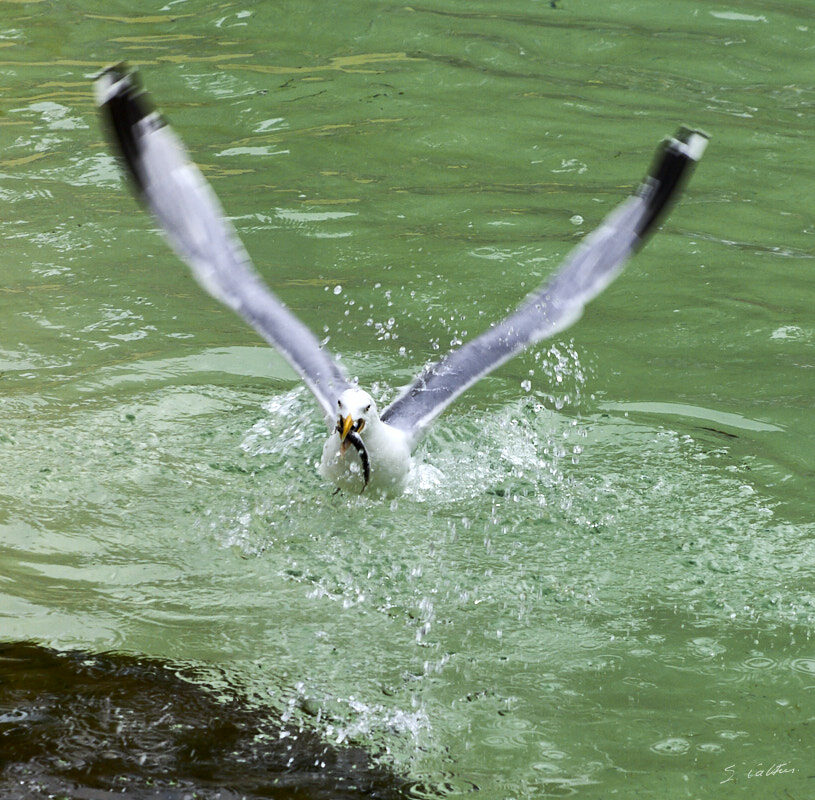 © All Rights Reserved - 2013-08-02 15:09:57 - f/8 1/400sec ISO-200 135mm - France, Le Croisic, aquarium