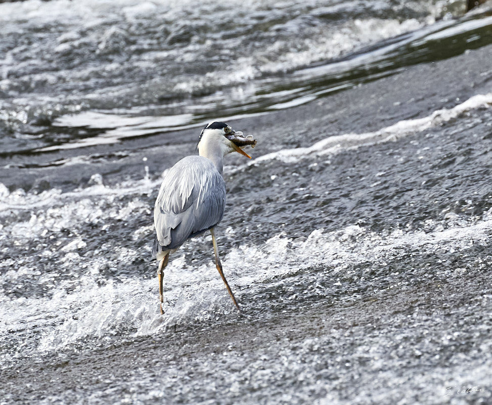 © All Rights Reserved - 2015-05-27 19:19:59 - f/7.1 1/640sec ISO-800 400mm - France, Alsace, Strasbourg
