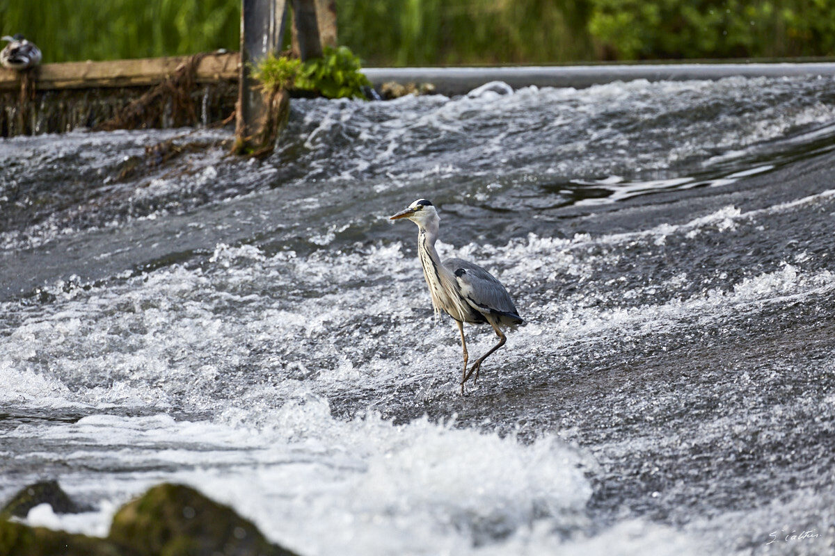 © All Rights Reserved - 2015-05-27 19:20:06 - f/7.1 1/800sec ISO-800 400mm- Strasbourg