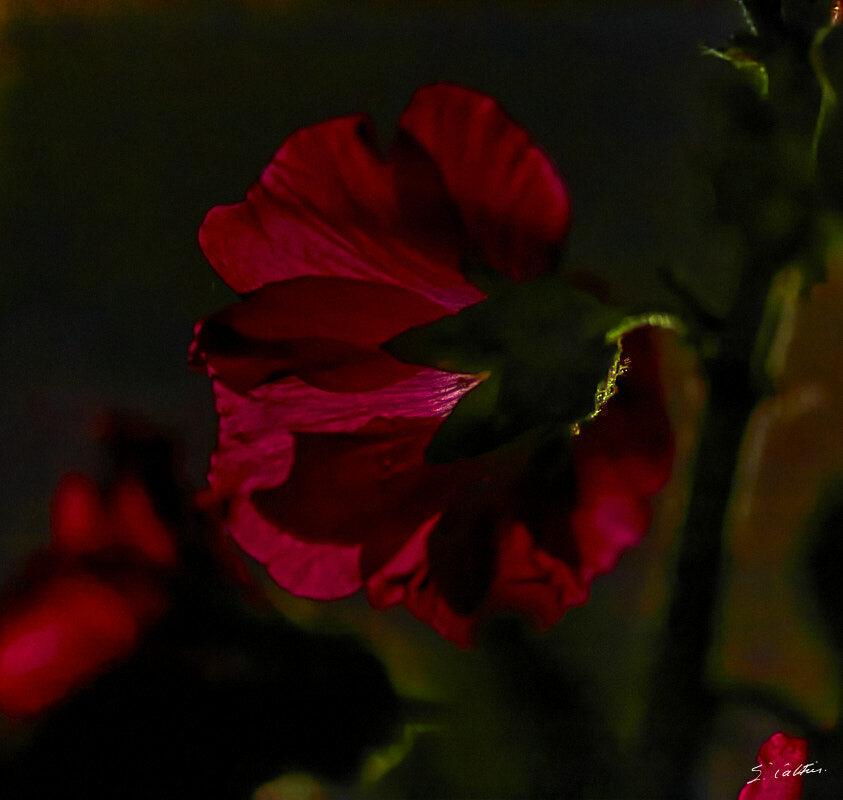 © All Rights Reserved - 2015-06-19 20:58:04 - f/2.8 1/80sec ISO-25600 105mm - France