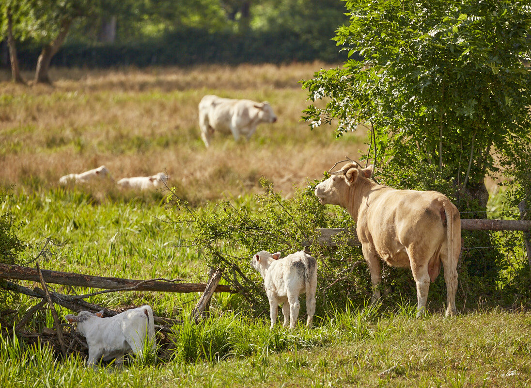 © All Rights Reserved - 2015-07-25 17:54:48 f/5.6 1/800sec ISO-200 400mm - France, Bourgogne, Saône-et-Loire, Sigy-le-Châtel