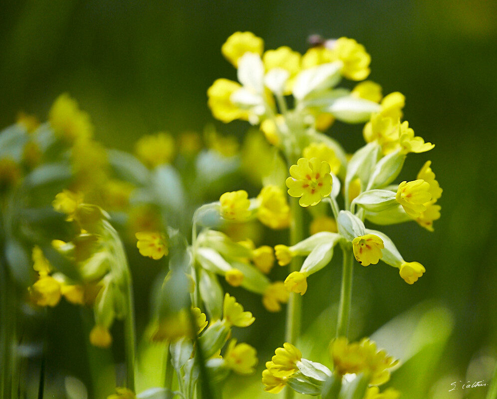 © All Rights Reserved - 2016-05-04 12:50:21 - f/5.6 1/3200sec ISO-1600 400mm - Strasbourg