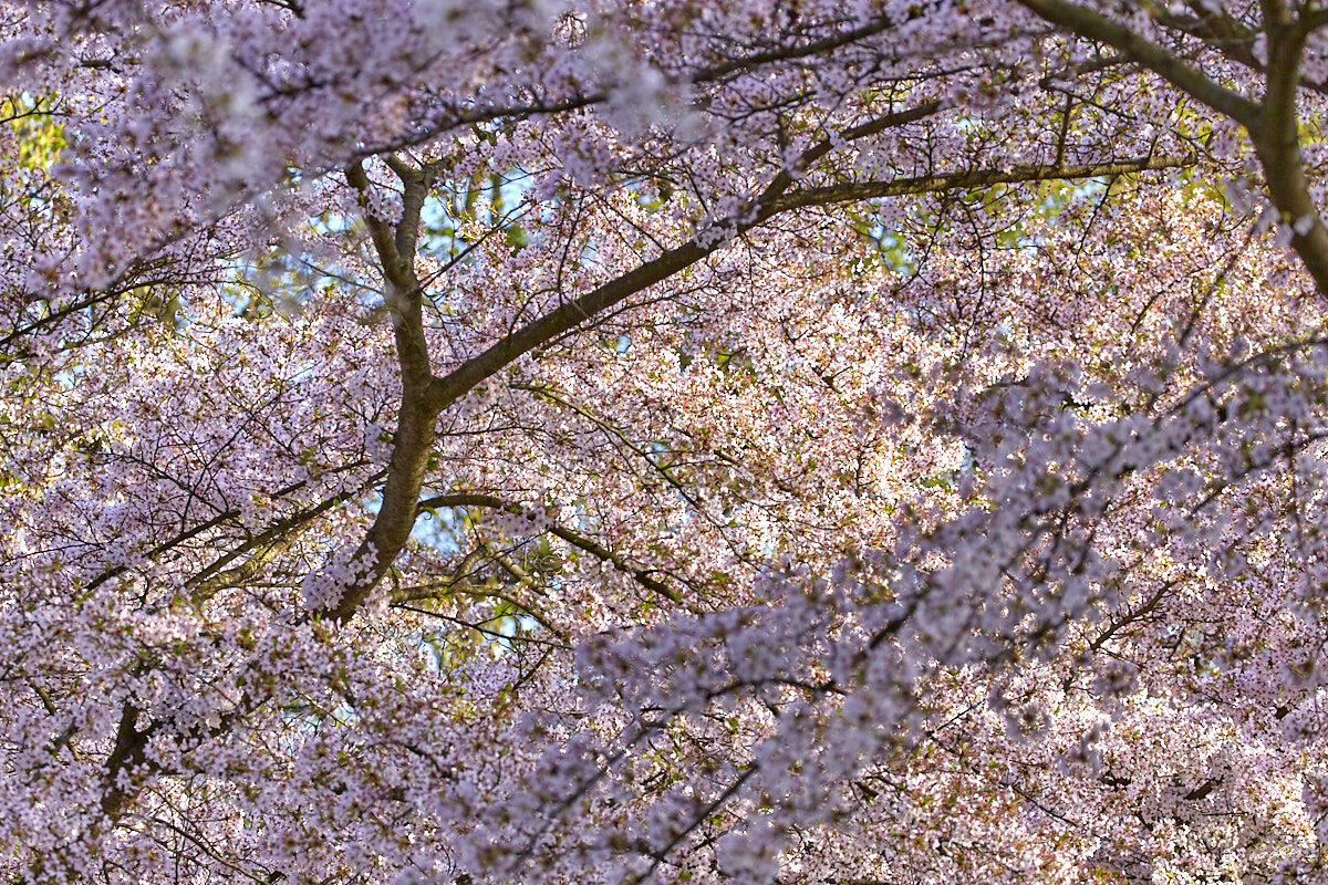 © All Rights Reserved - 2017-03-29 17:25:43 - f/5.6 1/1000sec ISO-400 176mm - France, Alsace, Strasbourg, Parcs