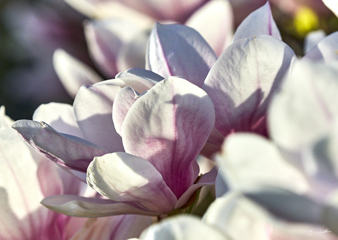 © All Rights Reserved - 2017-03-29 17:34:58 - f/10 1/1250sec ISO-640 255mm - France, Alsace, Strasbourg, Parcs