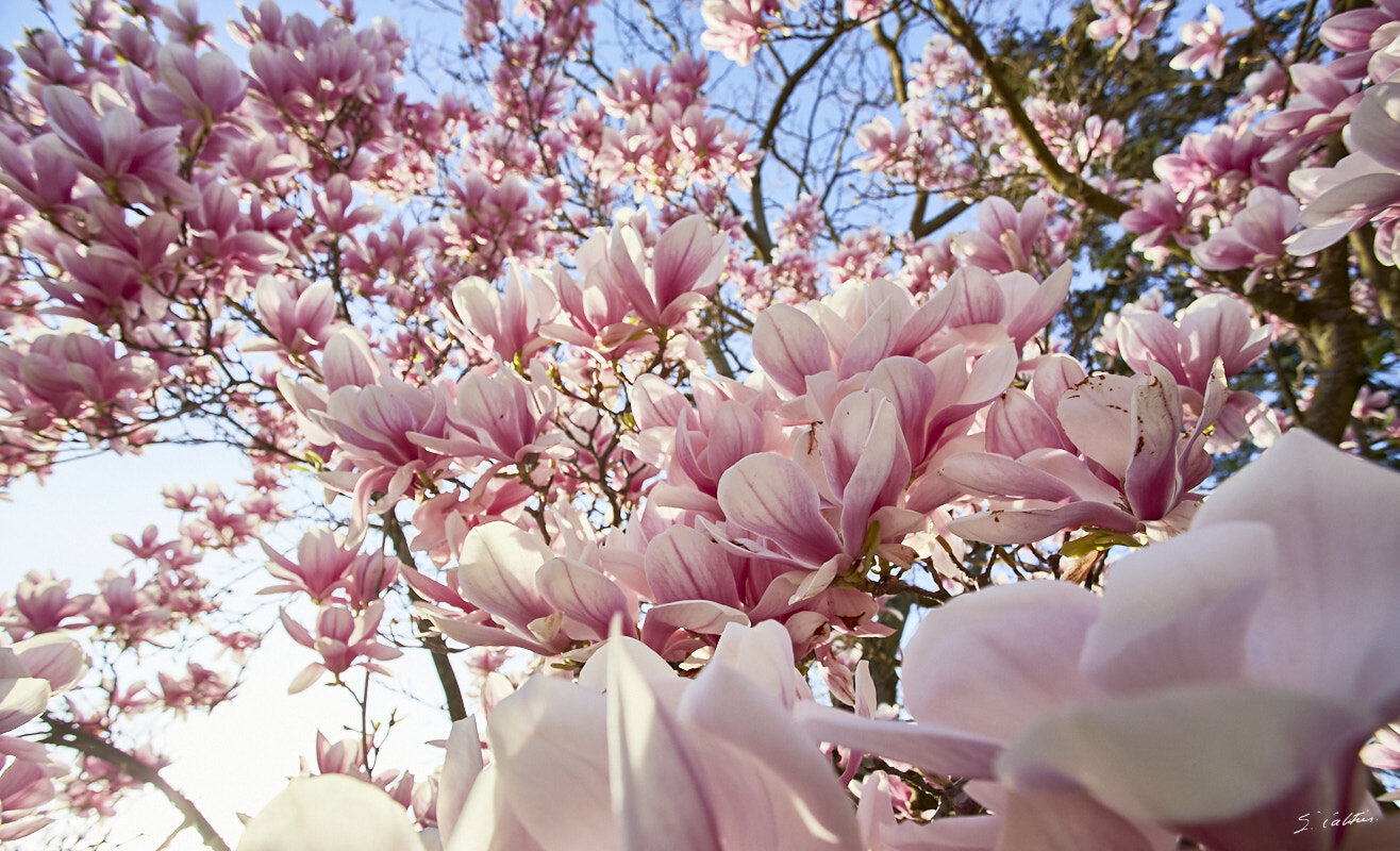 © All Rights Reserved - 2017-03-29 17:41:52 - f/7.1 1/800sec ISO-640 17mm - France, Alsace, Strasbourg, Parcs