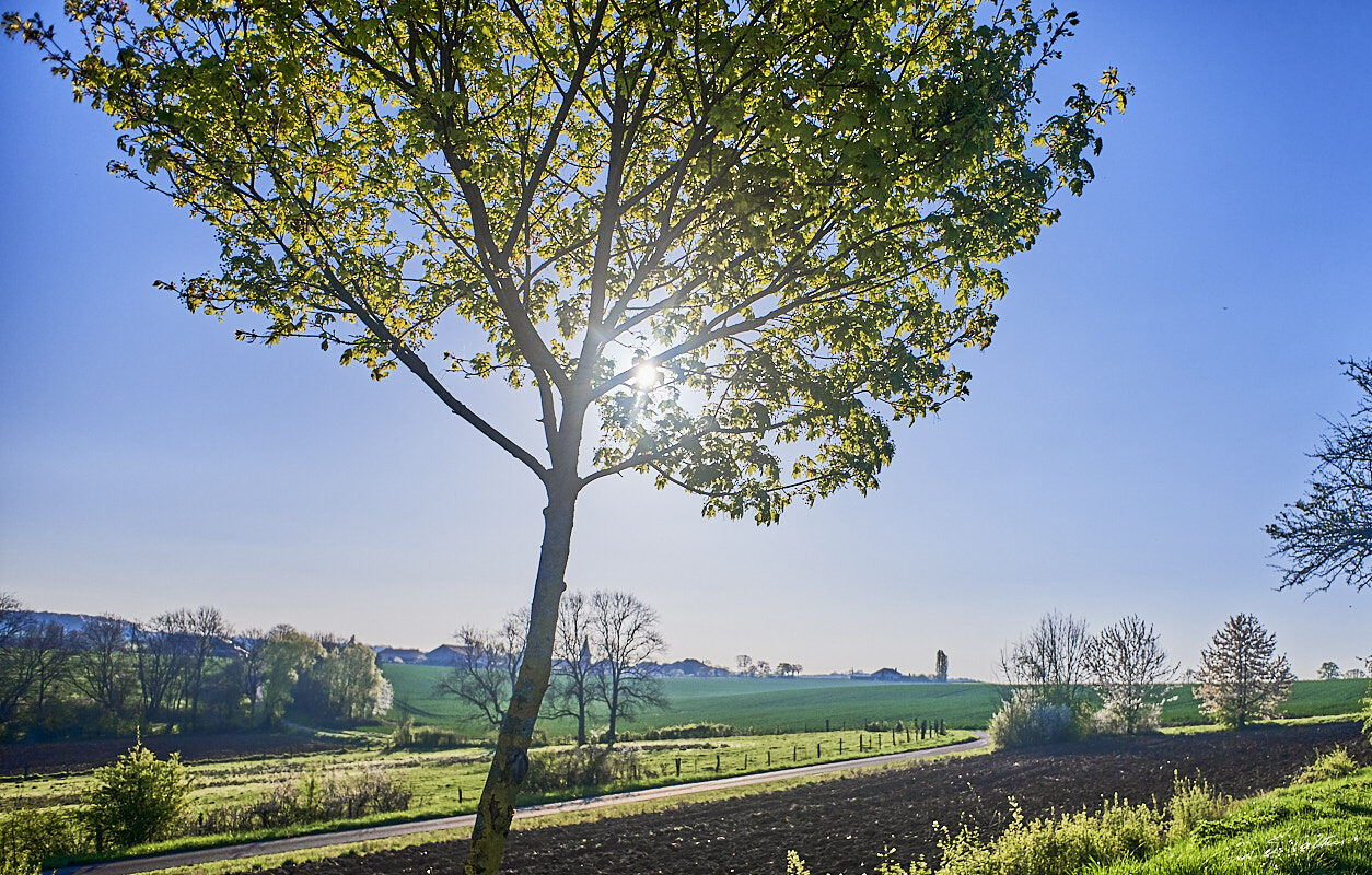 © All Rights Reserved - 2017-04-10 07:25:56 - f/2.8 1/7000sec ISO-200 18.5mm