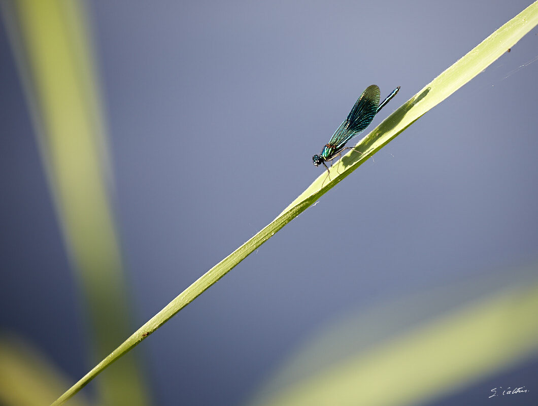 © All Rights Reserved - 2017-05-28 19:20:51 - f/5.6 1/200sec ISO-100 400mm - France, Alsace, Strasbourg