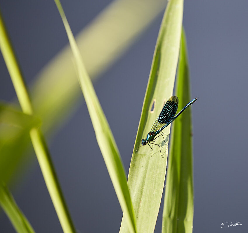 © All Rights Reserved - 2017-05-28 19:24:27 - f/5.6 1/100sec ISO-100 400mm - France, Alsace, Strasbourg