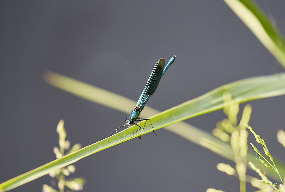 © All Rights Reserved - 2017-05-28 19:25:18 - f/5.6 1/60sec ISO-100 400mm - France, Alsace, Strasbourg