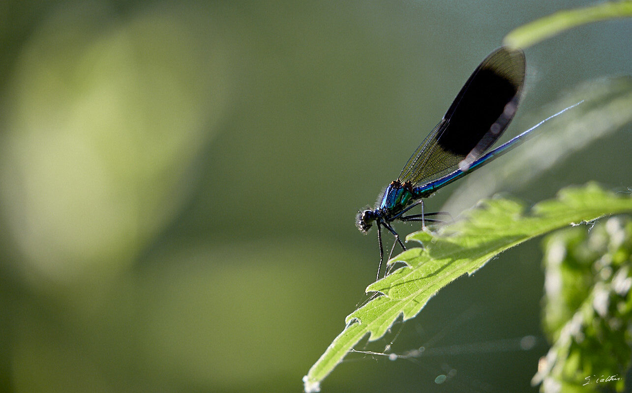 © All Rights Reserved - 2017-05-28 19:43:46 - f/5.6 1/500sec ISO-1600 400mm - France, Alsace, Strasbourg