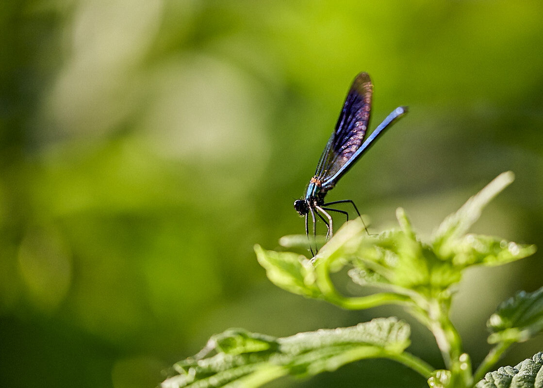 © All Rights Reserved - 2017-05-28 19:44:47 - f/5.6 1/1000sec ISO-1600 400mm - France, Alsace, Strasbourg