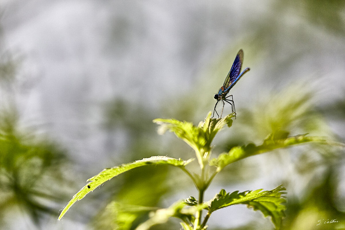 © All Rights Reserved - 2017-05-28 19:47:36 - f/5.6 1/2500sec ISO-1600 400mm - France, Alsace, Strasbourg