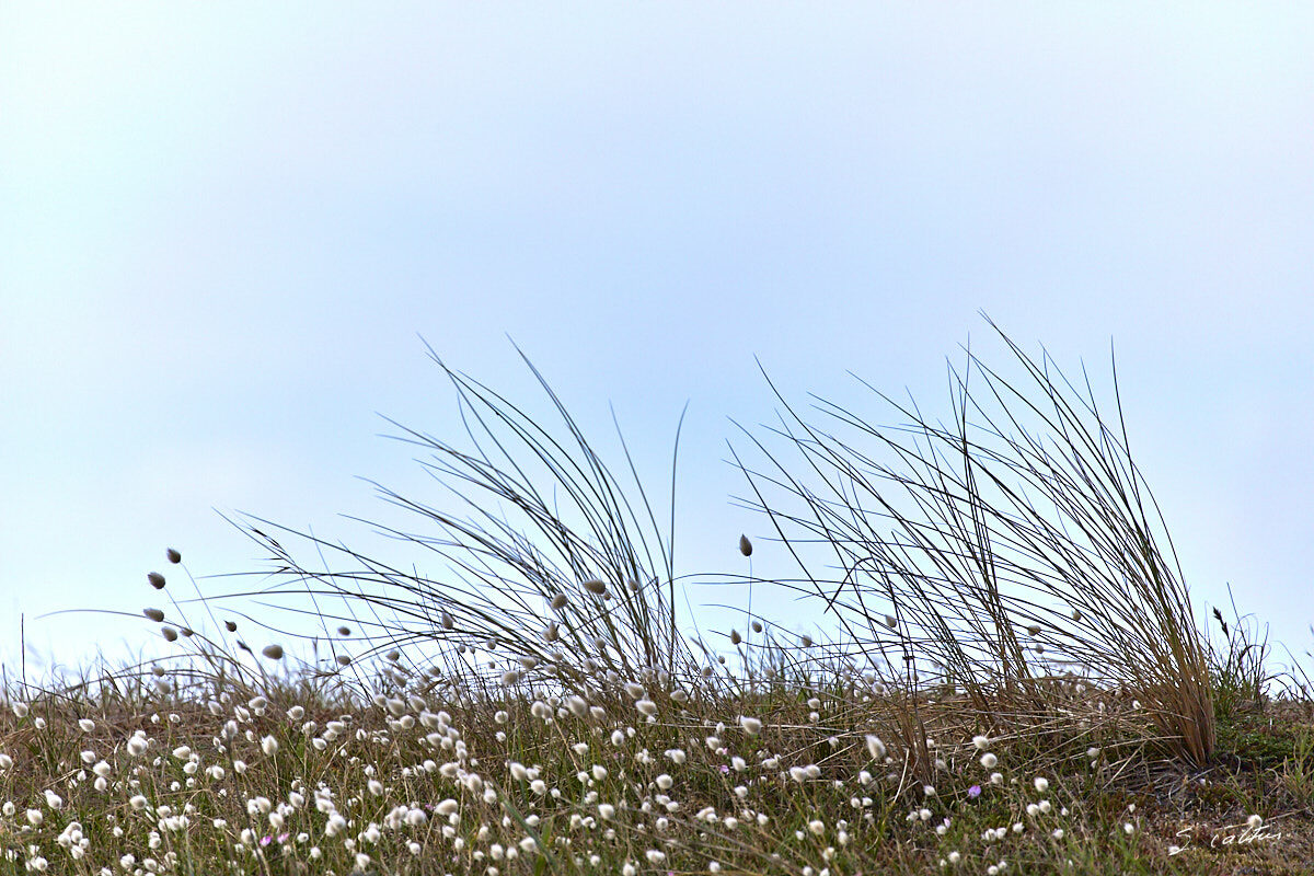 © All Rights Reserved - 2017-08-05 11:16:34 - f/5.6 1/3200sec ISO-200 400mm - France, Bretagne, Carnac