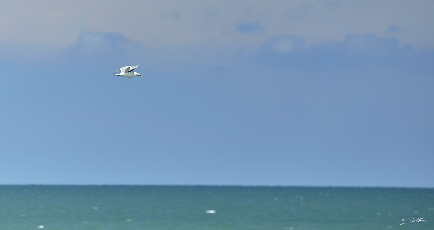 © All Rights Reserved - 2017-08-09 14:43:12 - f/5.6 1/500sec ISO-100 400mm - France, Normandie, Veulettes-sur-Mer