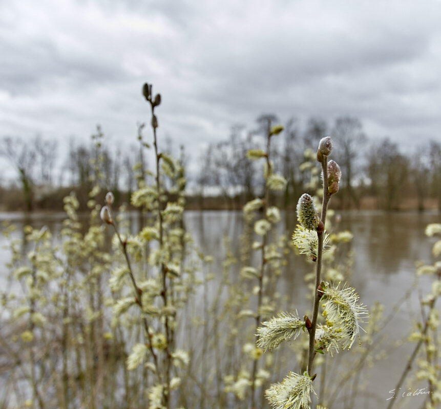 © All Rights Reserved - 2019-03-17 16:36:49 f/5 1/60sec ISO-160 17mm - France, Alsace, La Wantzenau