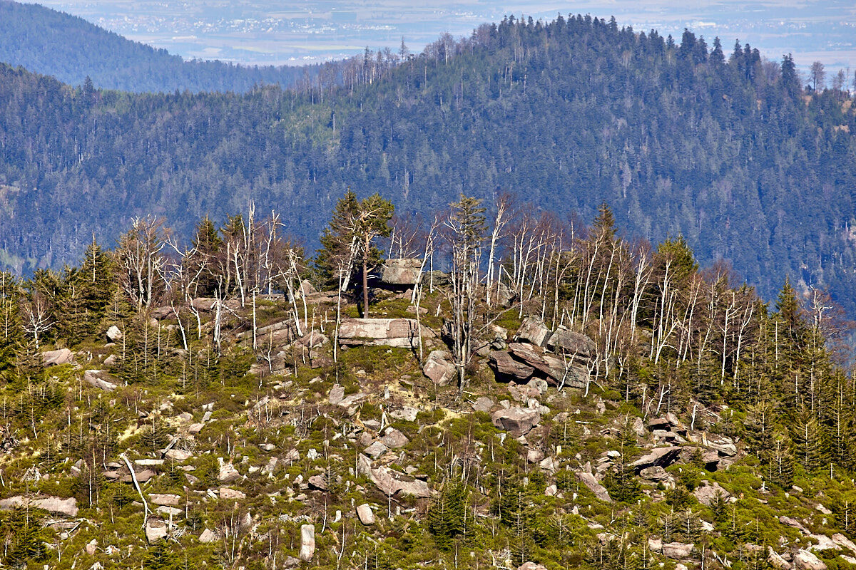 © All Rights Reserved - 2019-04-20 15:10:59 f/5.6 1/1000sec ISO-160 400mm - France, Alsace, sommet du Donon