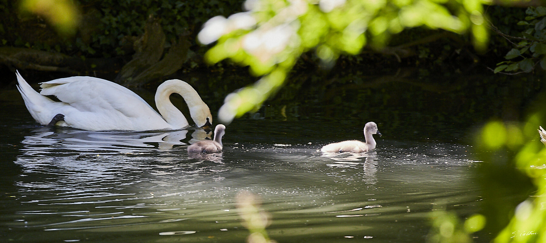 © All Rights Reserved - 2019-06-08 11:49:26 f/5.6 1/250sec ISO-800 400mm - Cygnes de Strasbourg