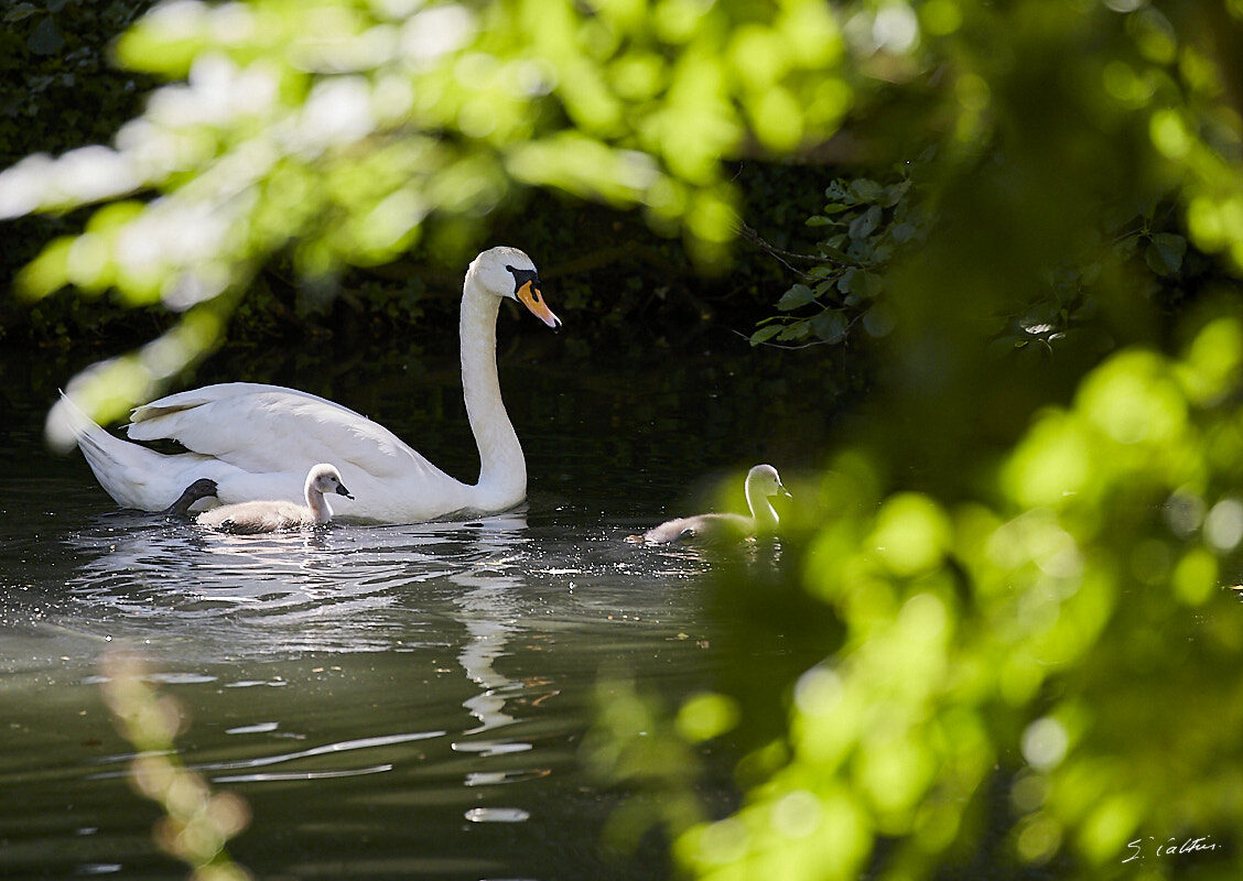 © All Rights Reserved - 2019-06-08 11:49:29 f/5.6 1/500sec ISO-800 400mm - Cygnes de Strasbourg