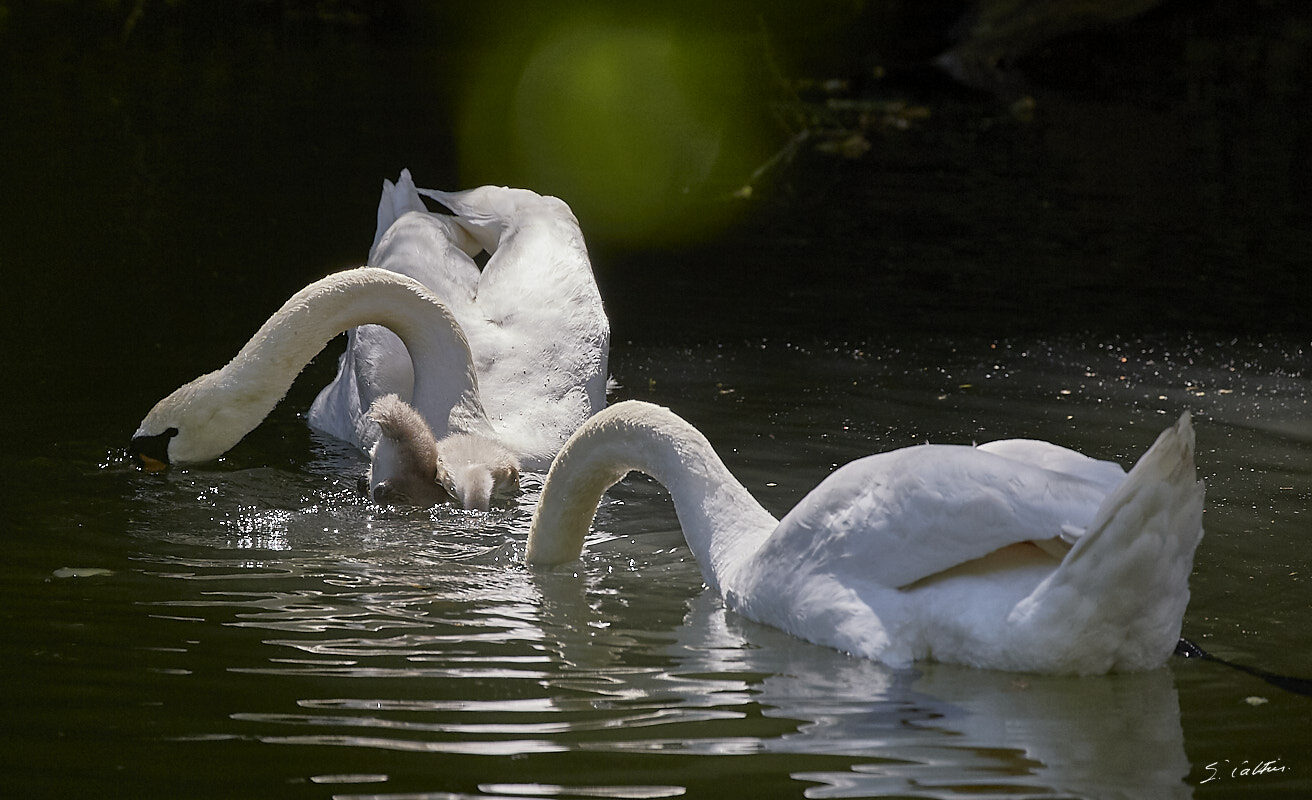 © All Rights Reserved - 2019-06-08 11:49:58 f/5.6 1/2000sec ISO-800 400mm - Cygnes de Strasbourg
