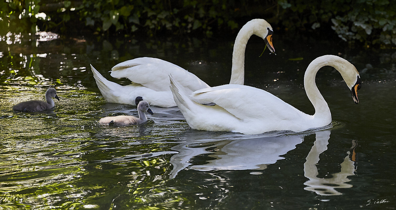 © All Rights Reserved - 2019-06-08 11:50:36 f/5 1/800sec ISO-800 286mm - Cygnes de Strasbourg