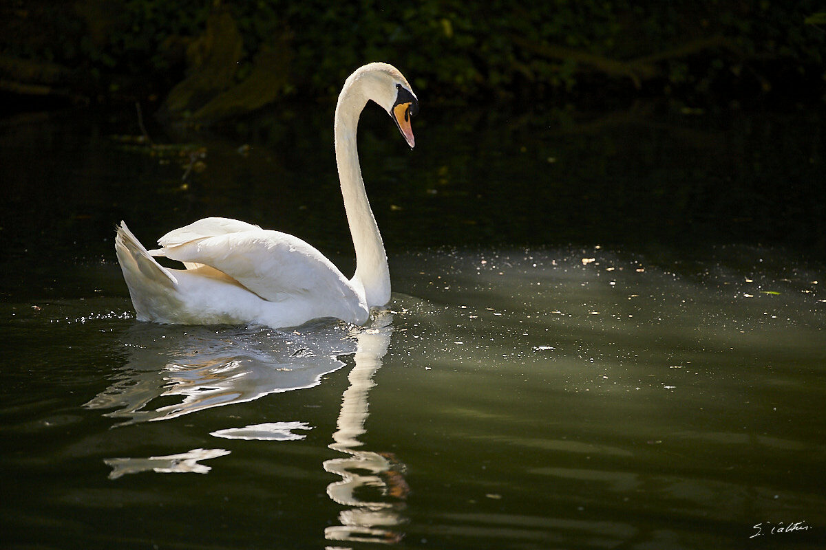 © All Rights Reserved - 2019-06-08 11:50:56 f/5.6 1/1000sec ISO-800 400mm - Cygnes de Strasbourg