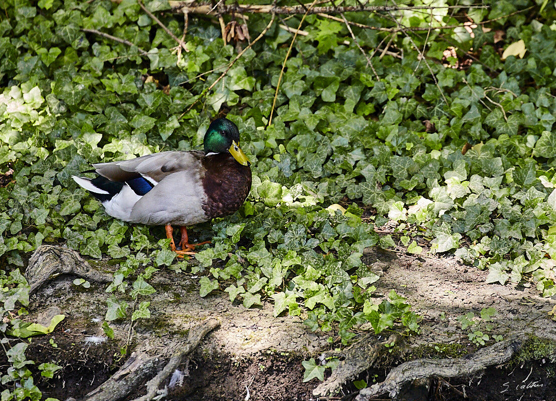 © All Rights Reserved - 2019-06-08 11:57:52 f/5.6 1/250sec ISO-1250 400mm - Canard de Strasbourg
