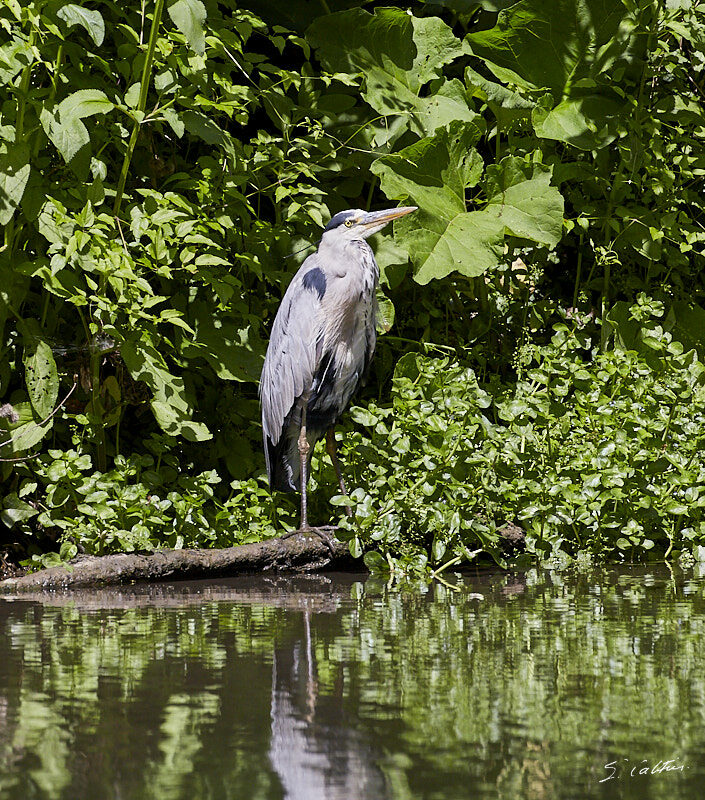© All Rights Reserved - 2019-06-08 11:58:44 f/8 1/2000sec ISO-800 330mm - Héron de Strasbourg