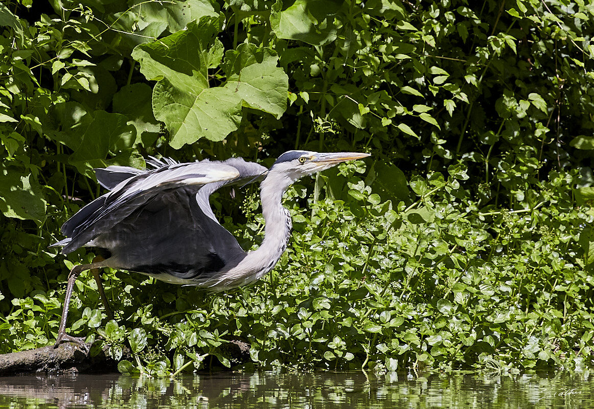 © All Rights Reserved - 2019-06-08 11:58:50 f/8 1/2000sec ISO-800 400mm - Héron de Strasbourg