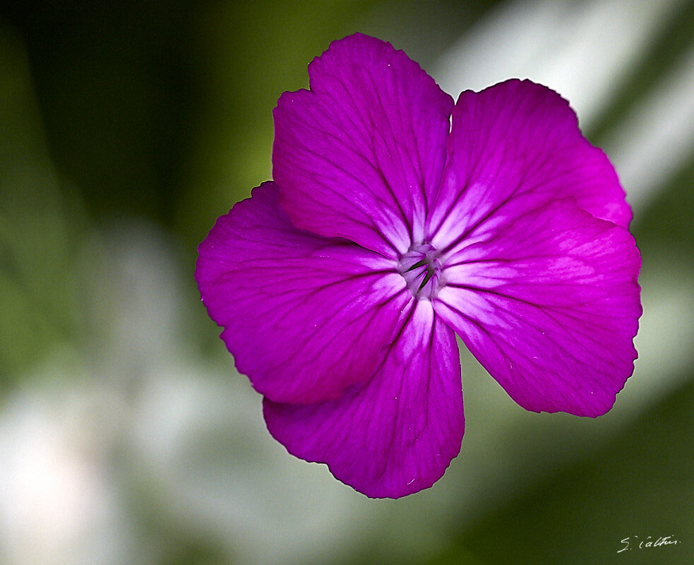 © All Rights Reserved - 2019-06-23 15:53:39 f/9 1/400sec ISO-1600 105mm - Fleurs