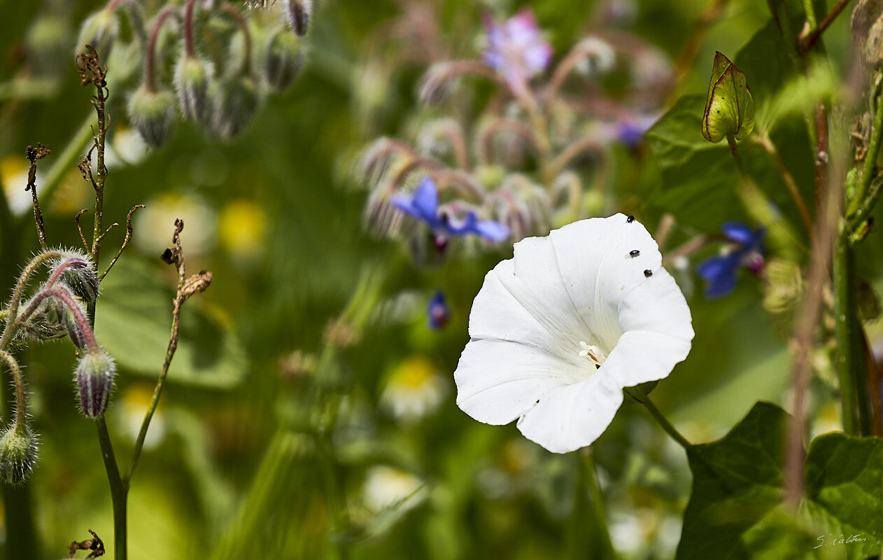 © All Rights Reserved - 2019-07-01 13:02:15 f/6.3 1/2000sec ISO-160 400mm - Fleurs