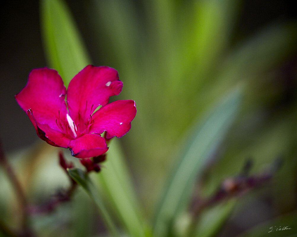 © All Rights Reserved - 2019-07-21 16:18:21 f/6.3 1/500sec ISO-1250 400mm - Fleurs